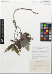 Foto von Salix myrsinifolia Salisb.